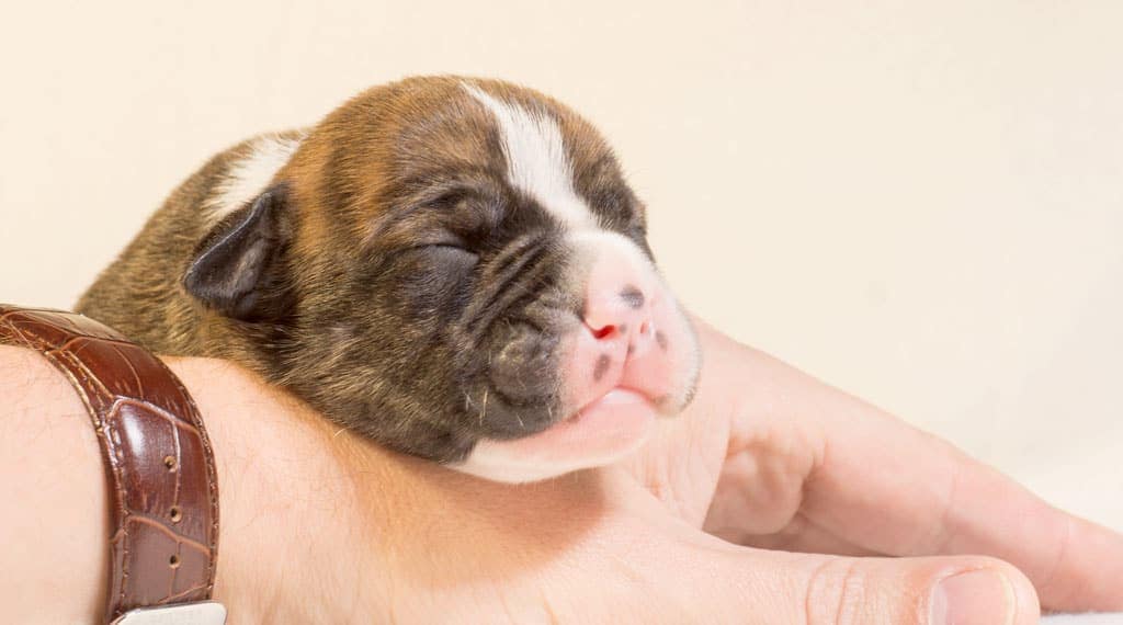 Nueva campaña de vacunación y prevención a domicilio blog04 free img